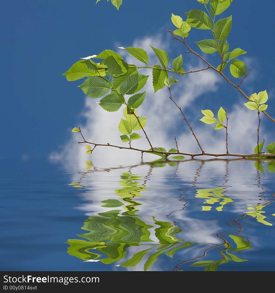 Green Leaves