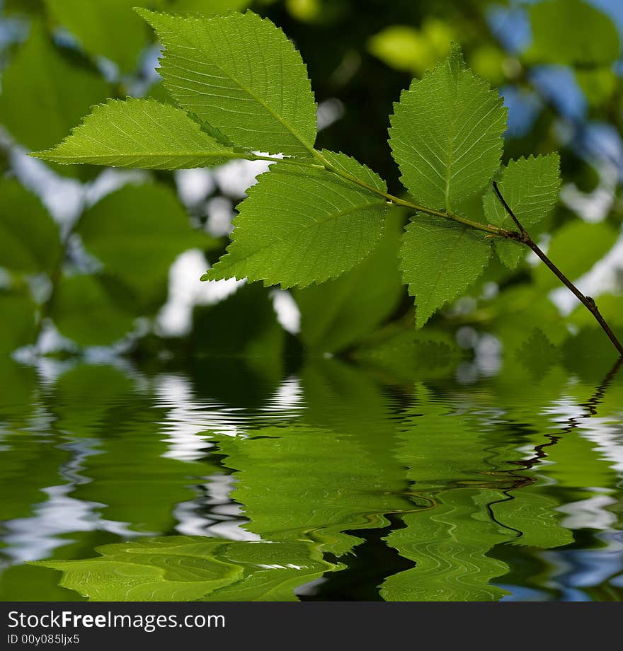 Fresh green leaves over water with reflections