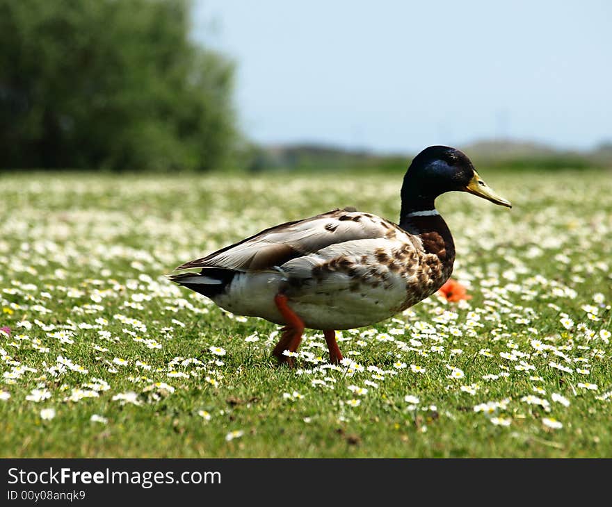 Lonely duck at green meadow