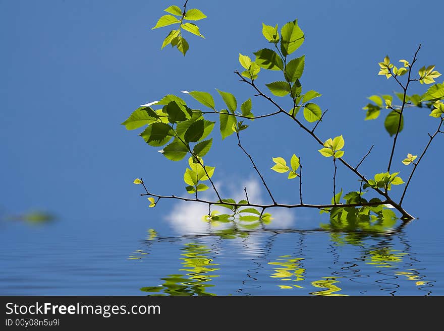 Green Leaves