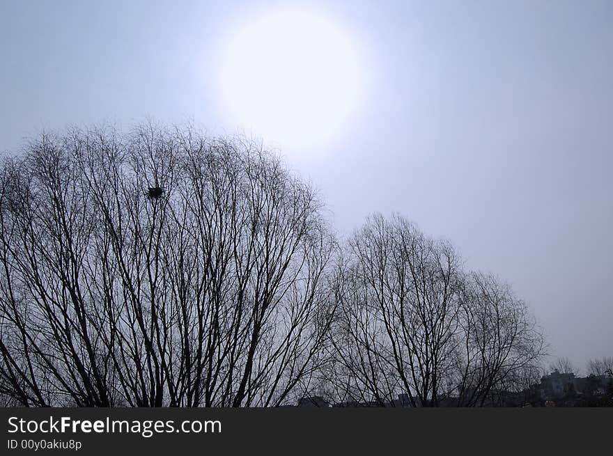 Bird   s nest in winter