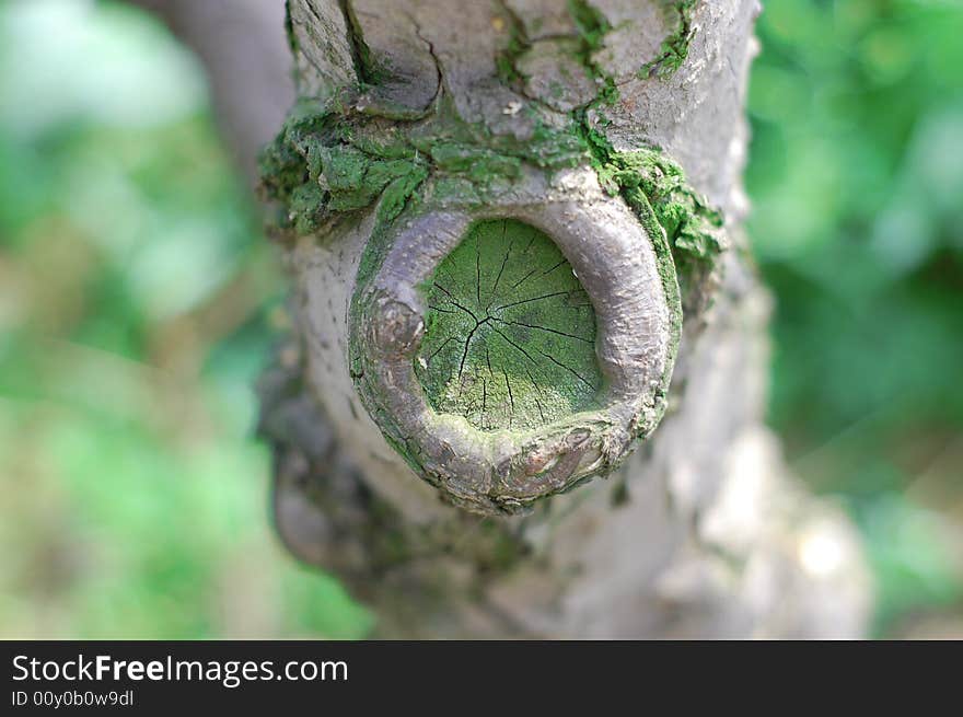 Green Tree Scar