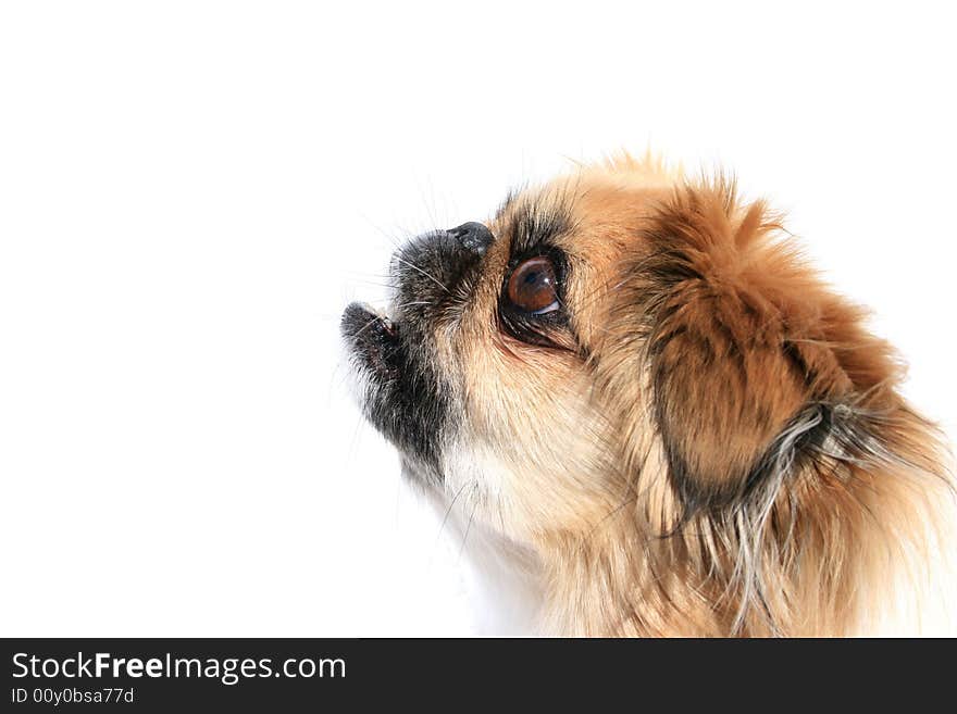 Dog surprised concept. Head isolated on white.