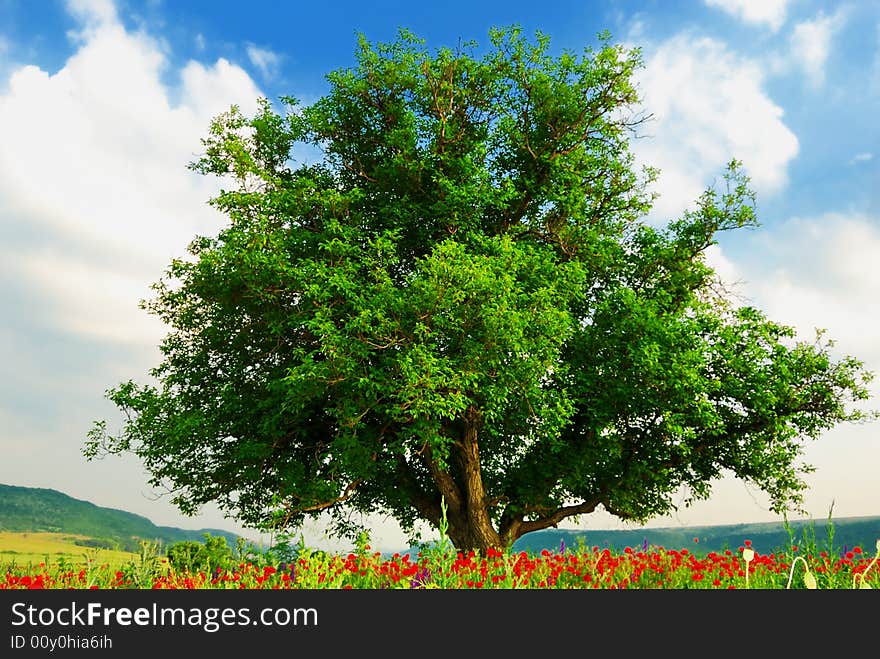 Poppy's field, blue sky and big green tree. Poppy's field, blue sky and big green tree