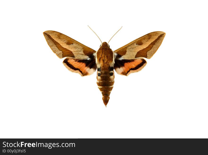 Butterfly, in the white background