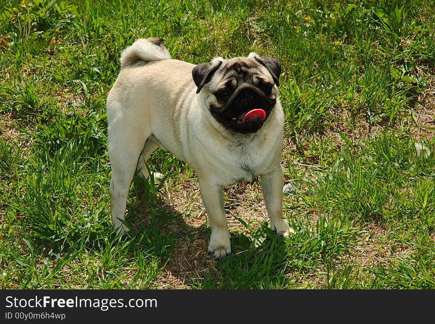 Pug-dog staying on green grass. Summer walking. Pug-dog staying on green grass. Summer walking.