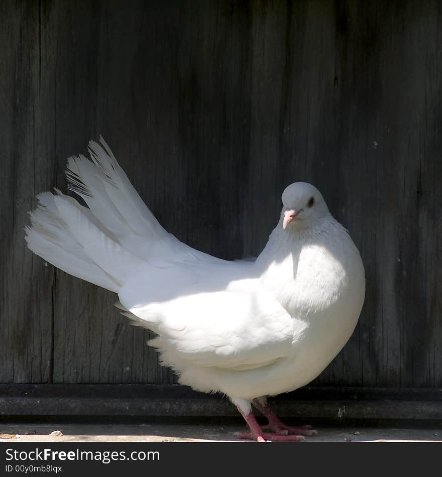 White Pigeon, Female