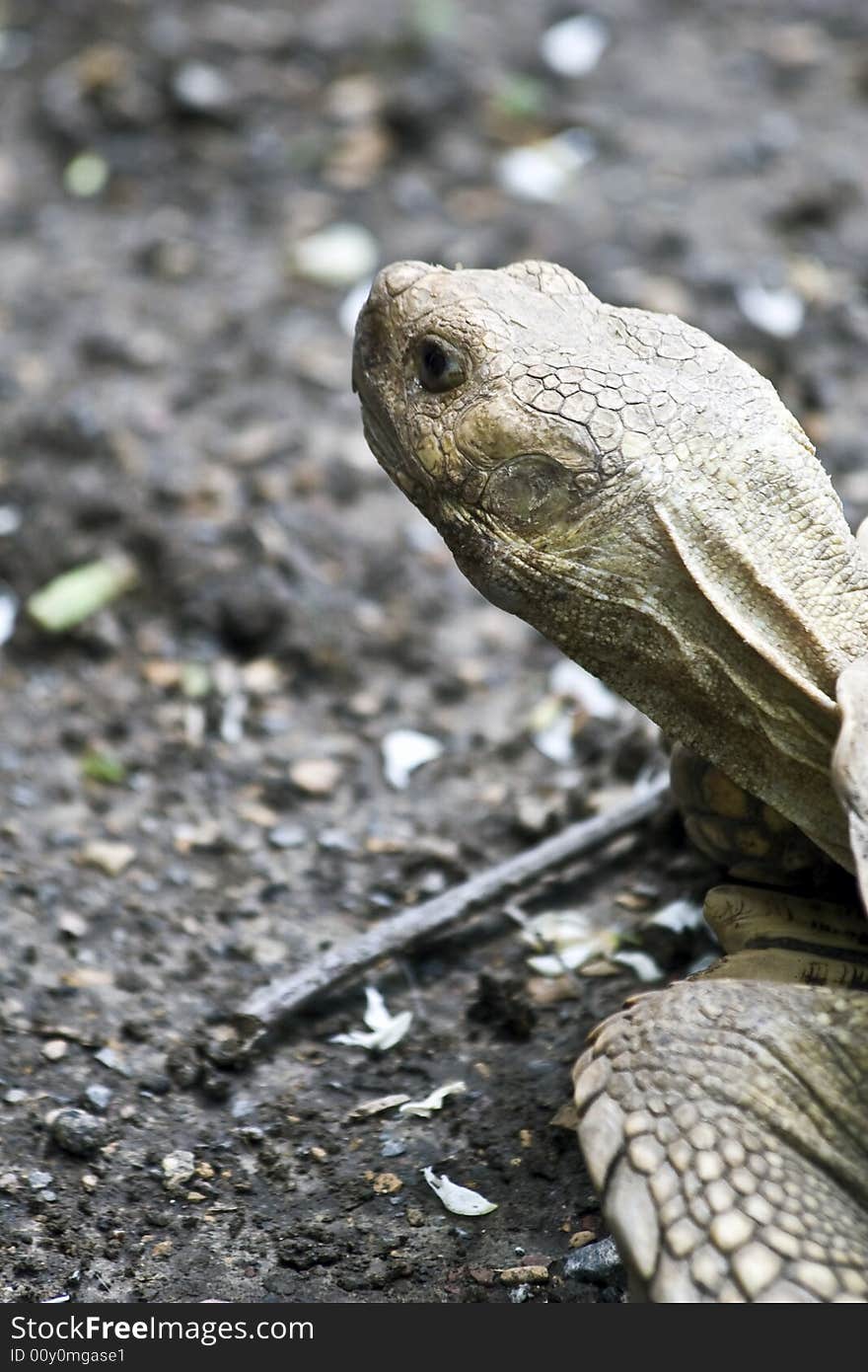 Giant Tortoise