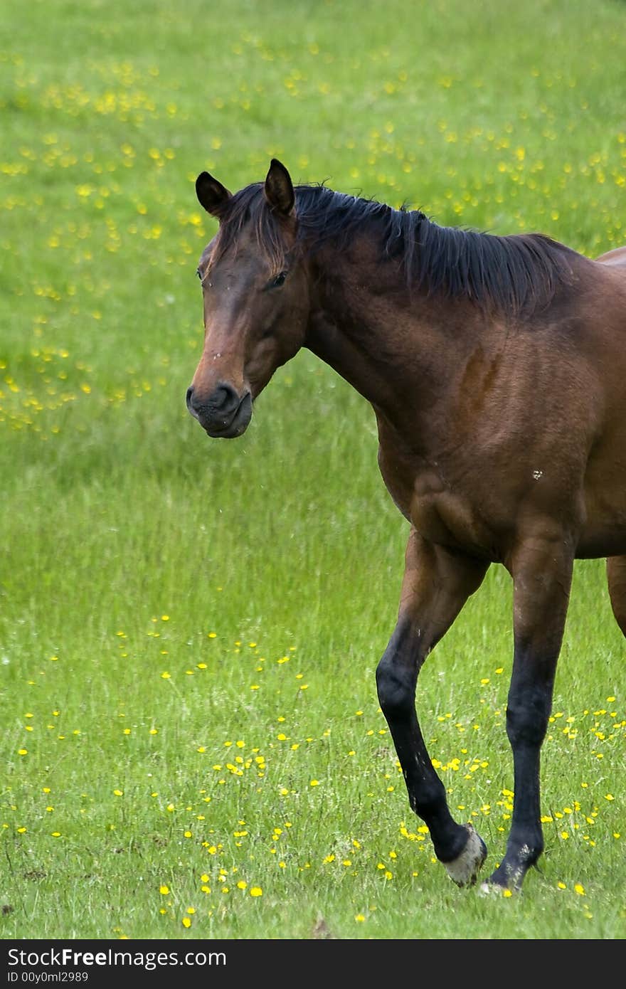 Brown and Black Horse