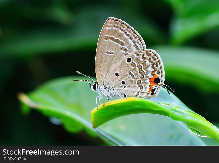 The butterfly in rain is on the leaf