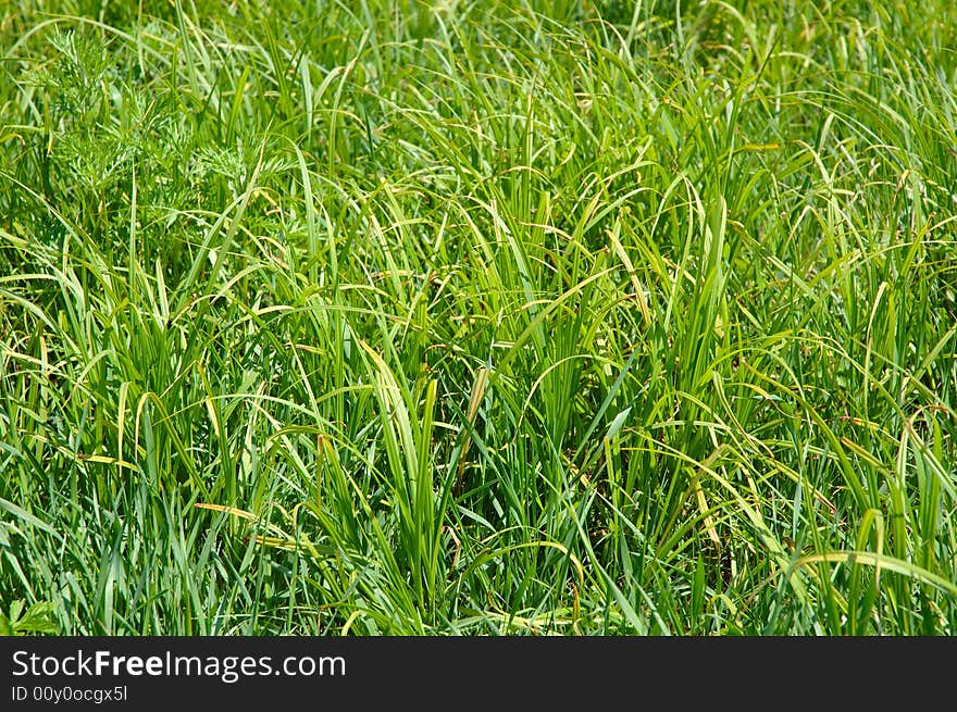 Green grass background.