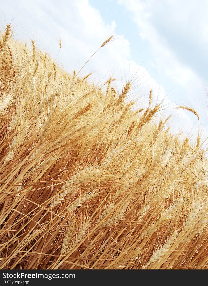 Wheat ears on sky background.