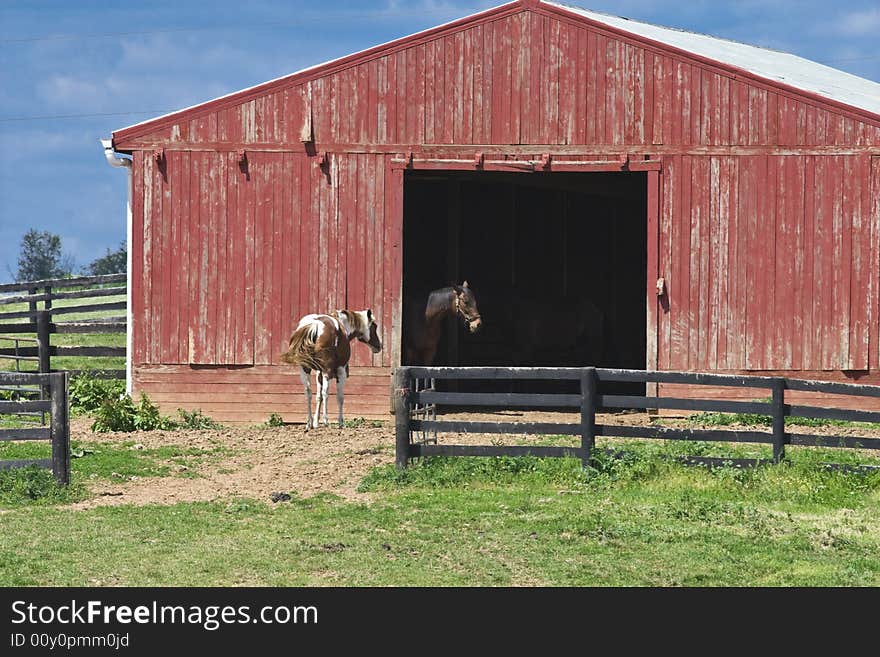 Two horses at a red barn on a farm. Two horses at a red barn on a farm.