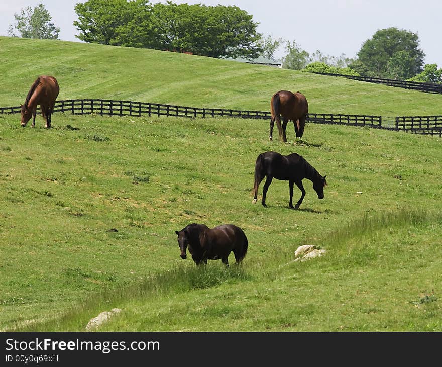 Horses In Field