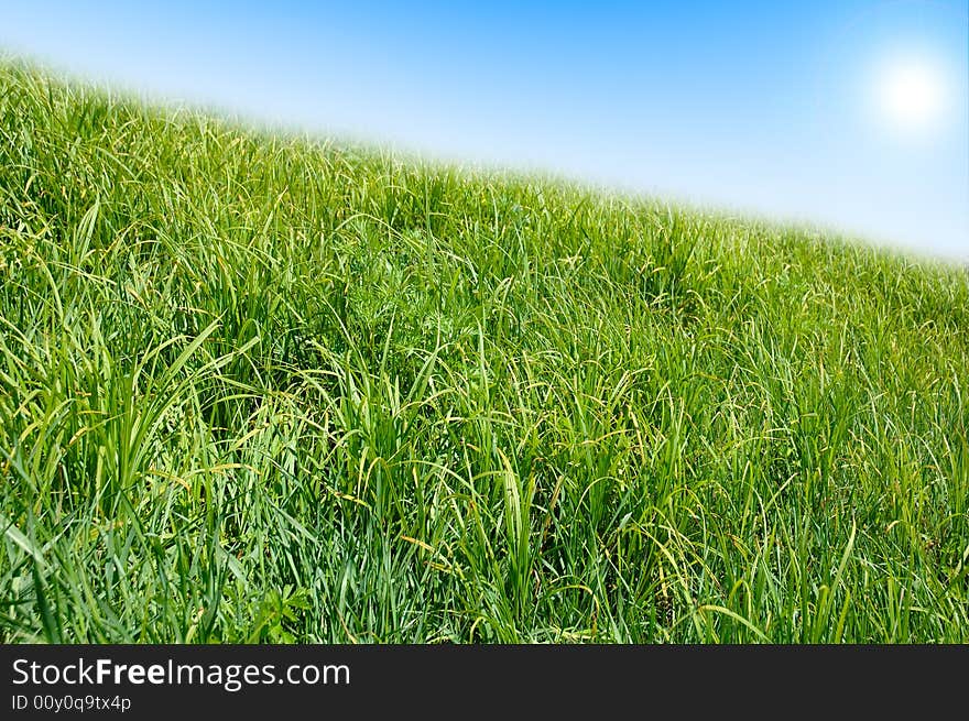 Green grass and blue sky background. In bright colours.