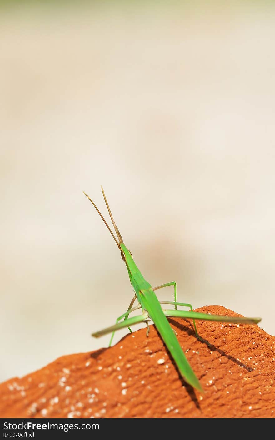 The little green grasshopper stay on the red stone