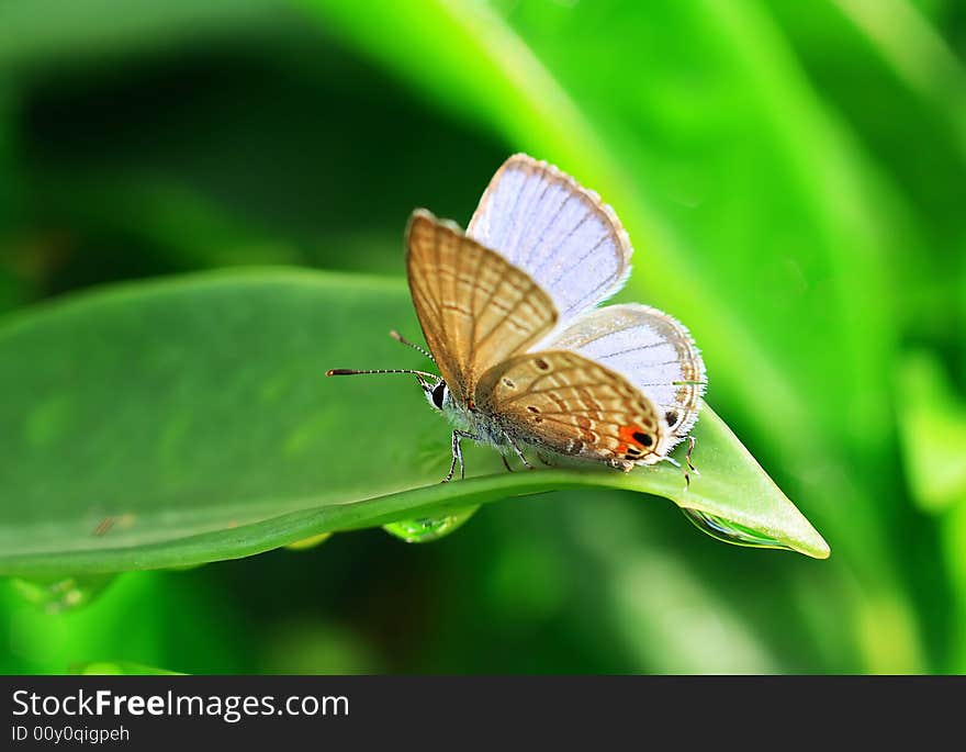 The butterfly in rain is on the leaf