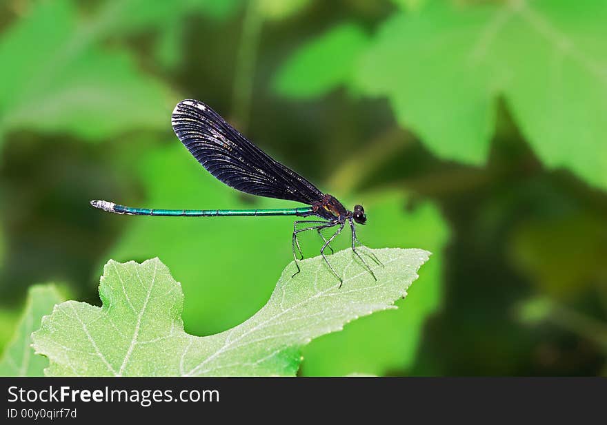 A black damselfly standing on a leaf.