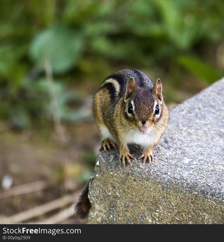 Adorable little chipmunk sitting on a piece of concrete (in this case this is a driveway). Eastern Chipmunk of North America.