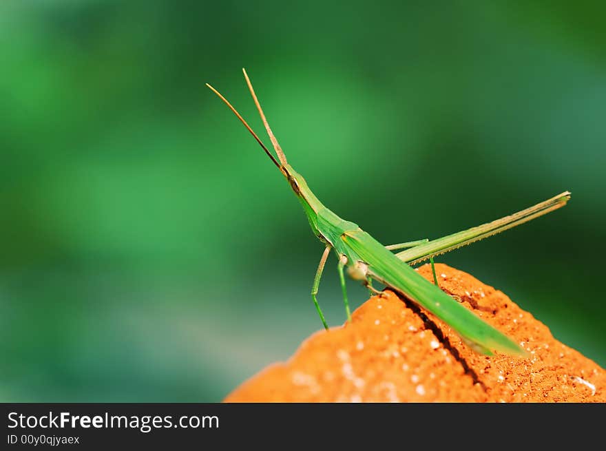 The little green grasshopper stay on the red stone. in green background