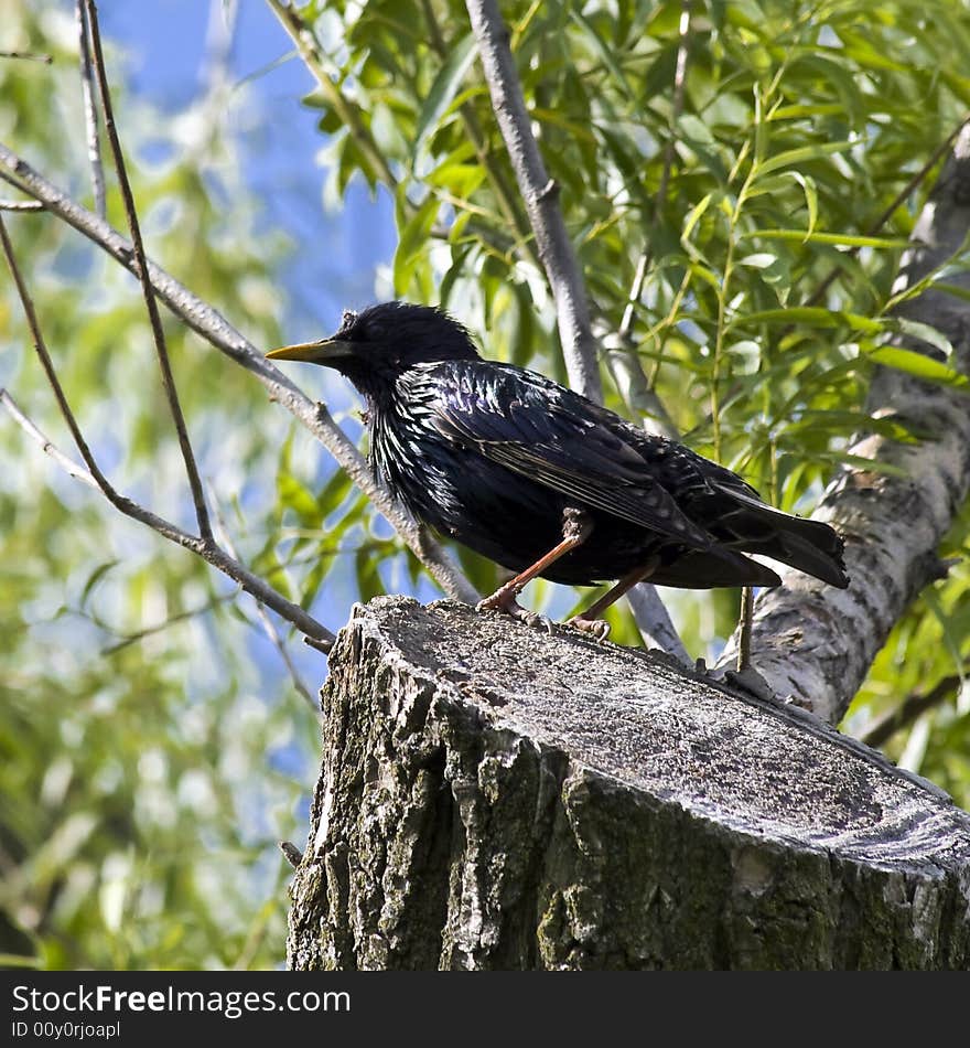 European Starling in North America, perched atop a tree.