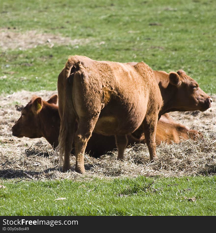 Two cows in the farm pasture.