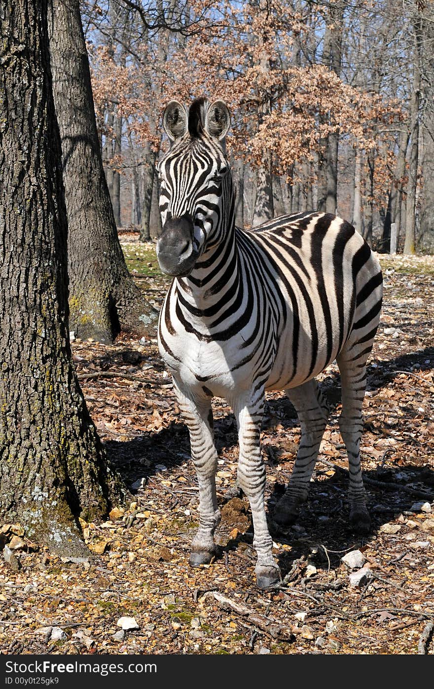 Zebra At The Park