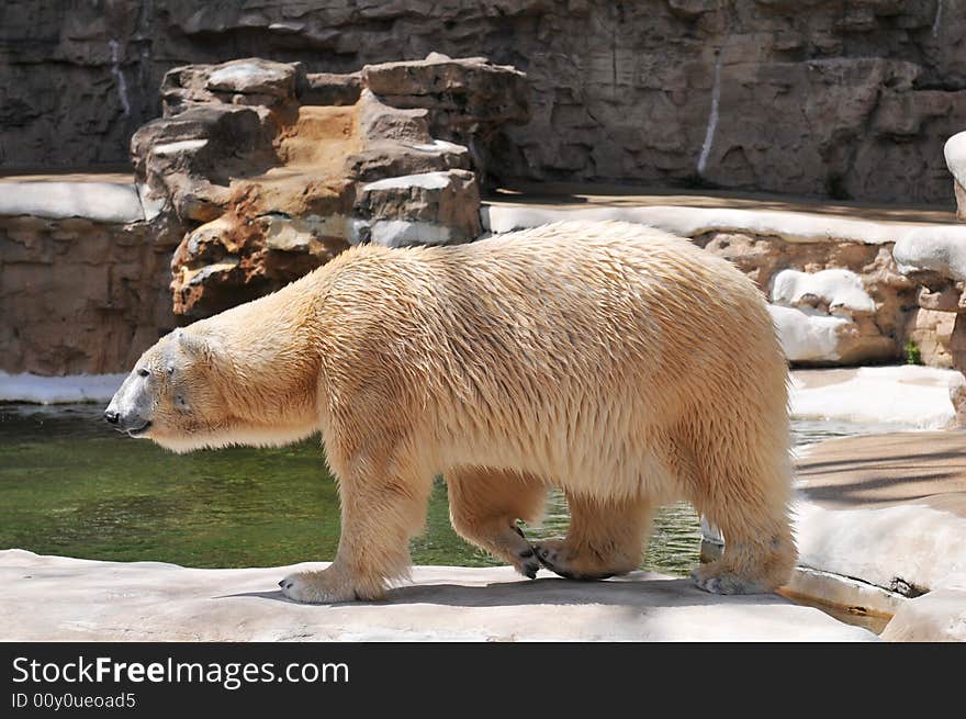 Polar bear walking at the zoo