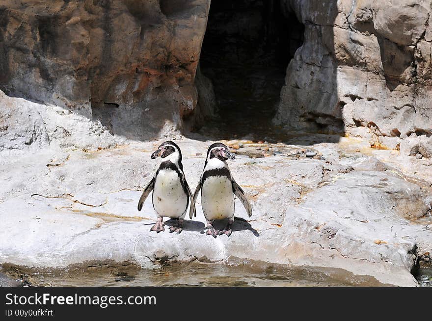 Two penguins standing