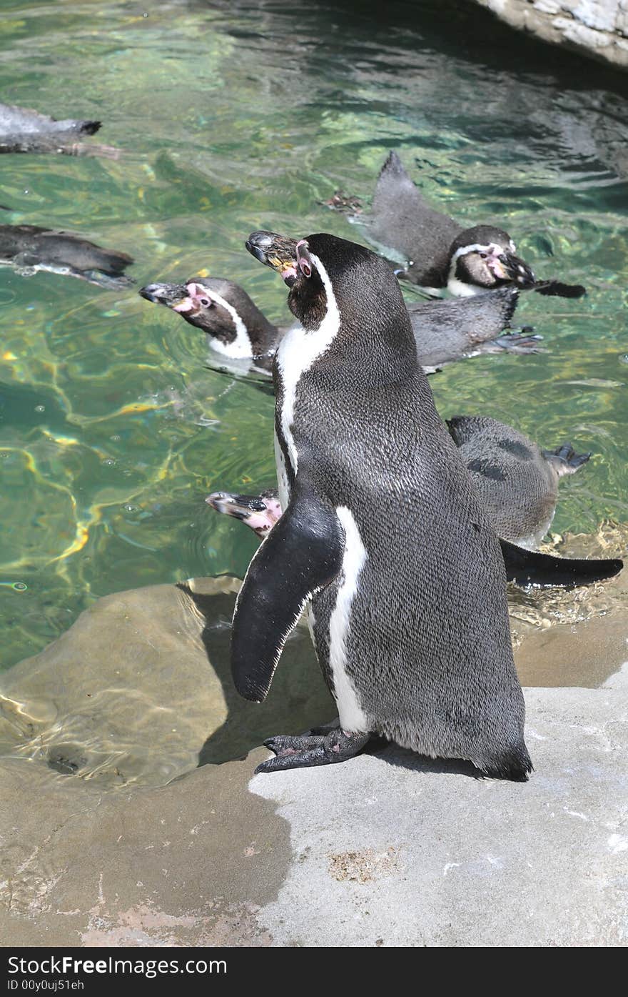 Penguins swimming