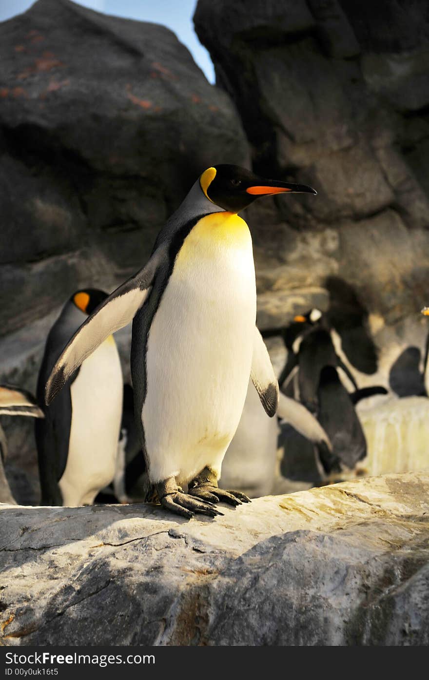 King penguins Aptenodytes patagonicus in a dark background