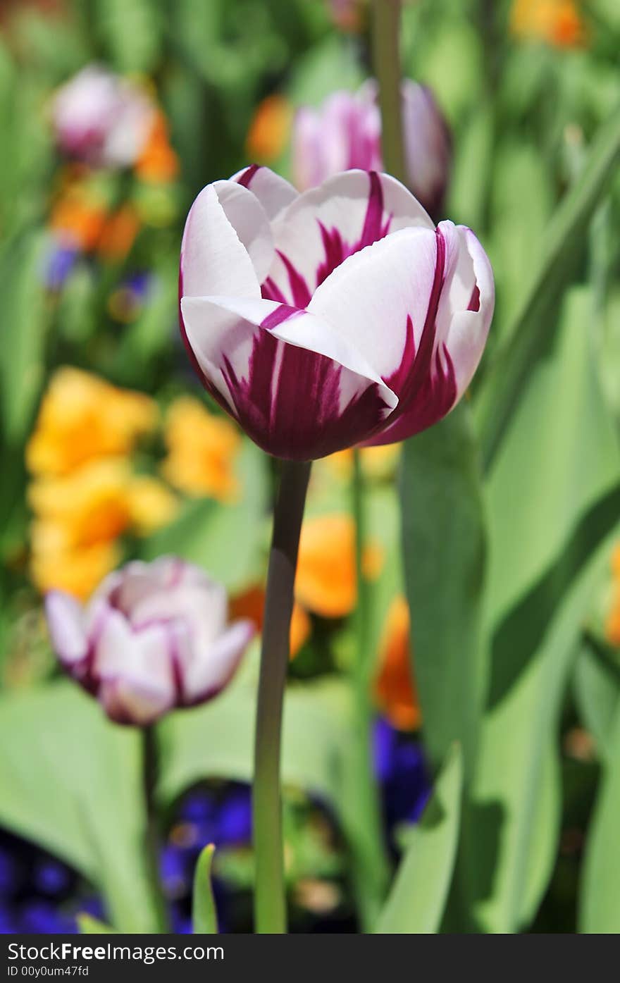 Tulip on a sunny day with very shallow DOF