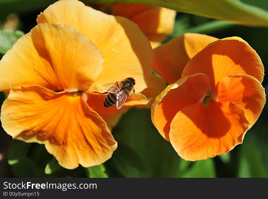 Bee Posing On Orange Flowers