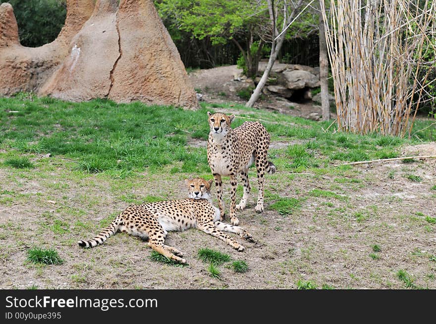 Two cheetahs lying on the grass and staring