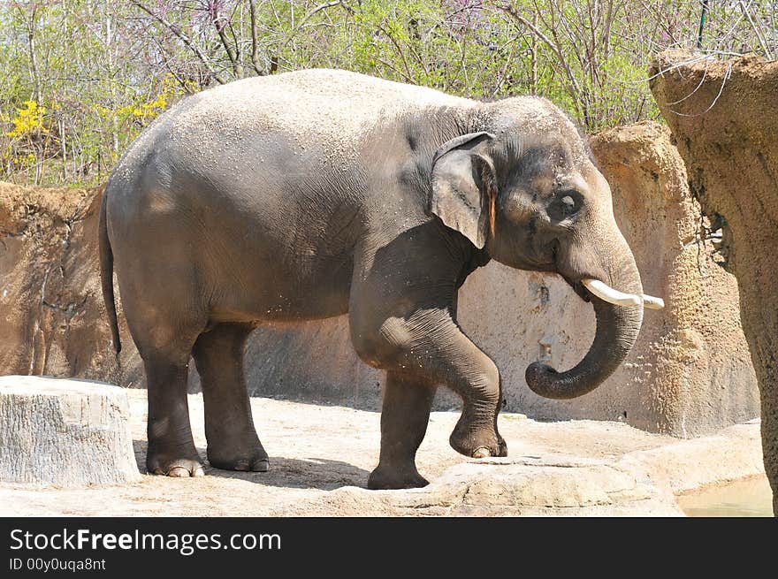 Elephant playing with dirt on a sunny day