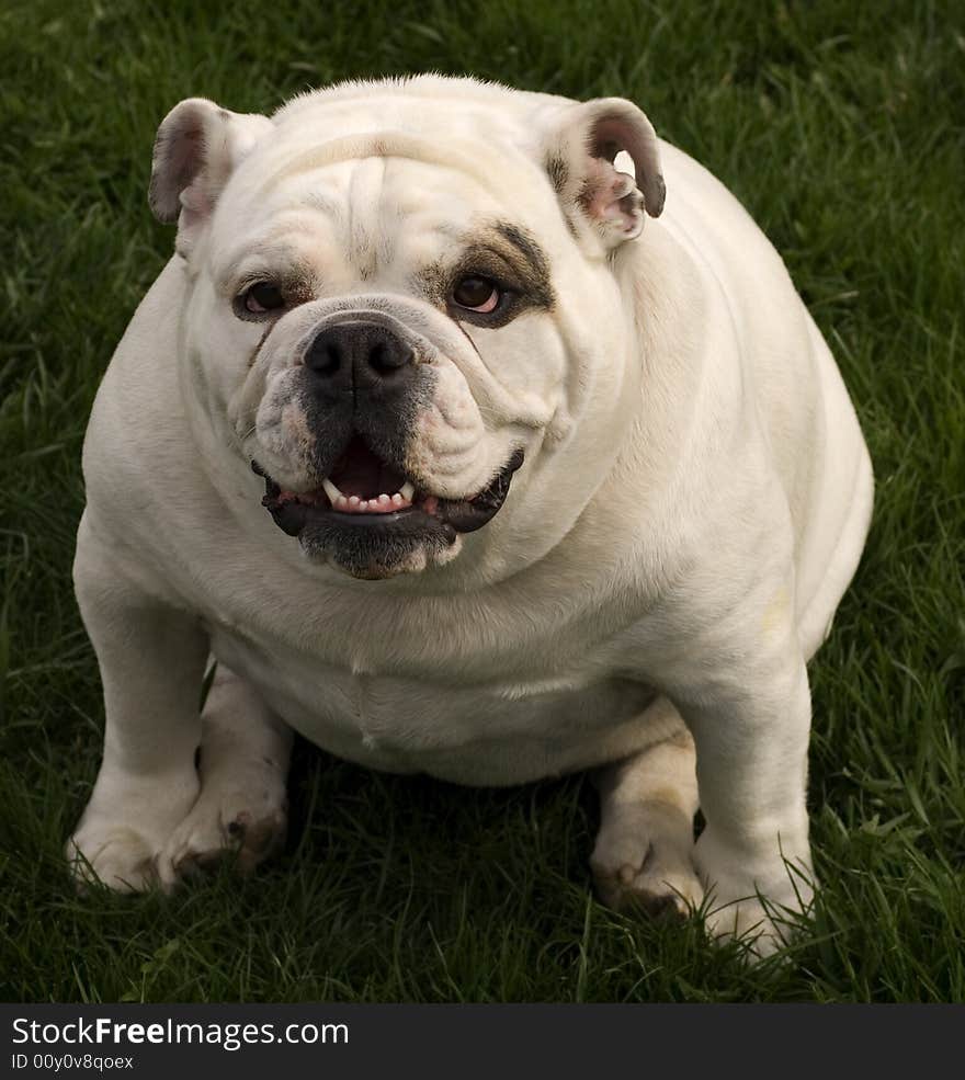 White purebred white bulldog sitting looking up. White purebred white bulldog sitting looking up