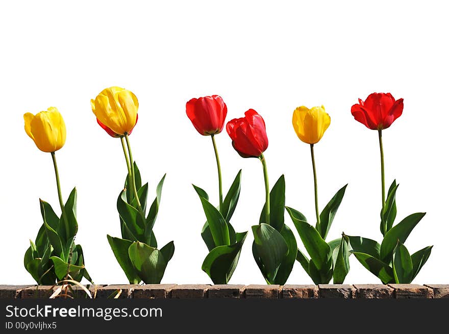 Yellow and red tulips in line