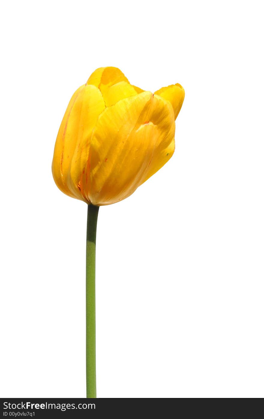 Yellow tulip isolated on a white background