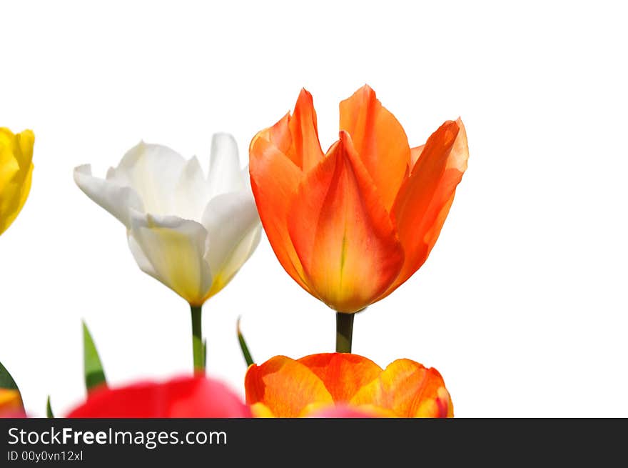 Tulips of different colors isolated on white. Tulips of different colors isolated on white