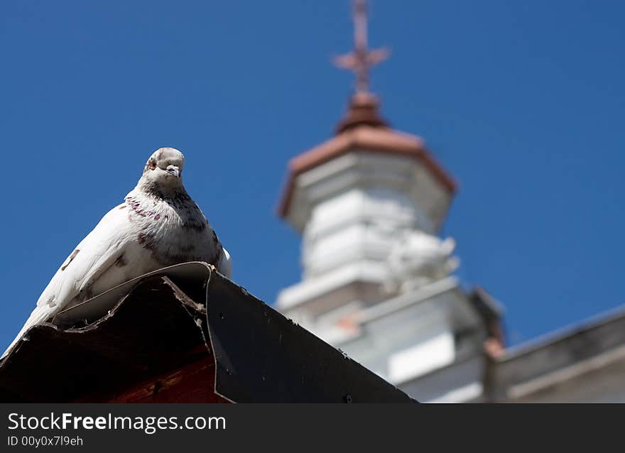 White pigeon near the church