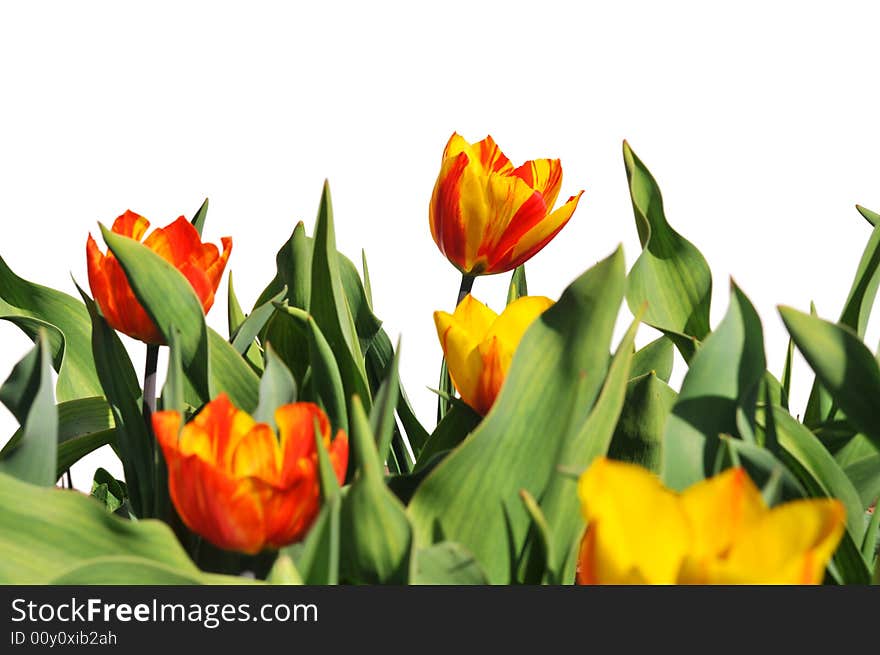 Red and yellow tulips isolated on white