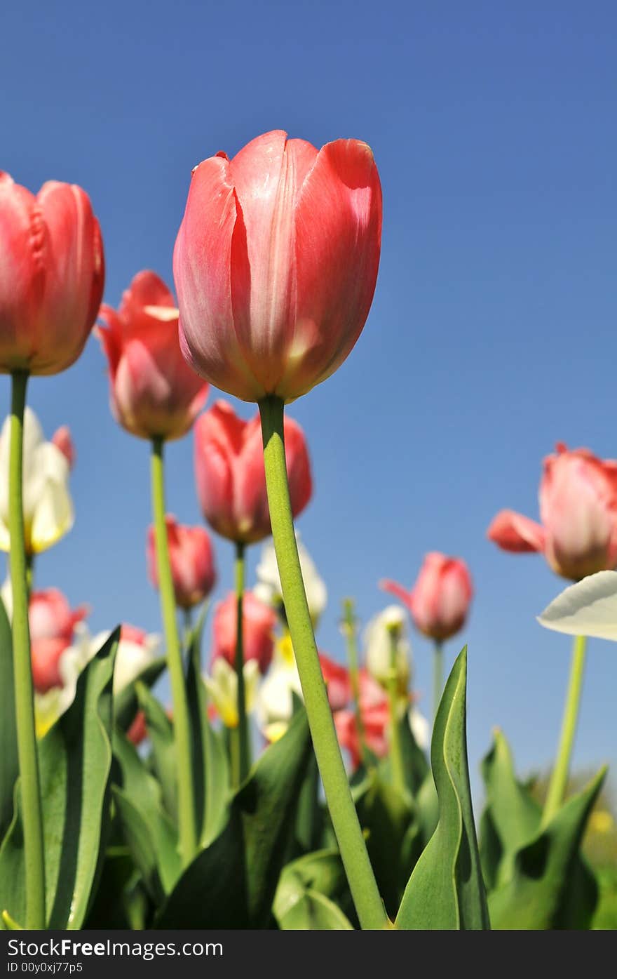 Tulips of various colors against a blue sky