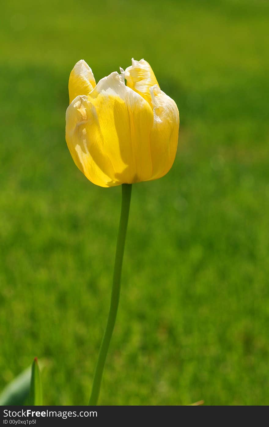 Yellow tulip against a green background