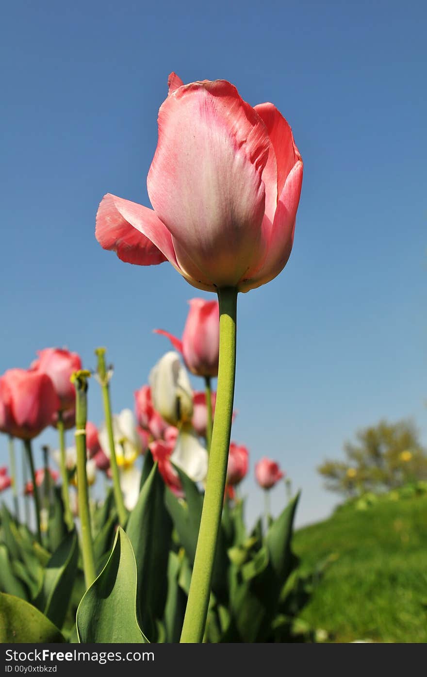 Tulips of various colors against a blue sky