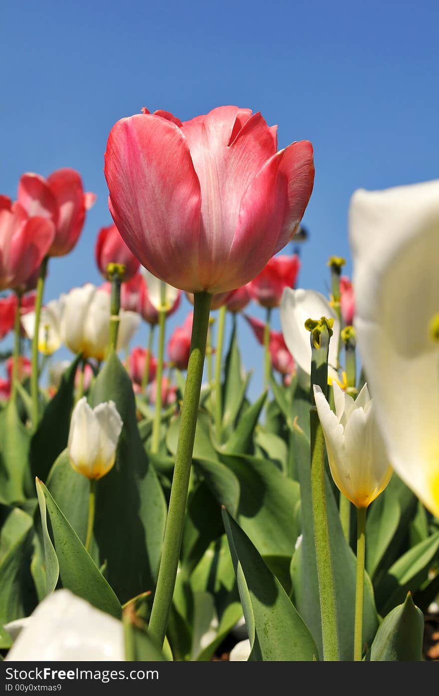 Tulips of various colors against a blue sky