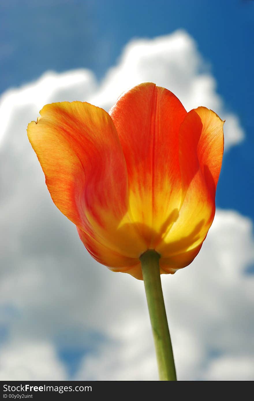 Vibrant Orange Tulip Against Blue Sky