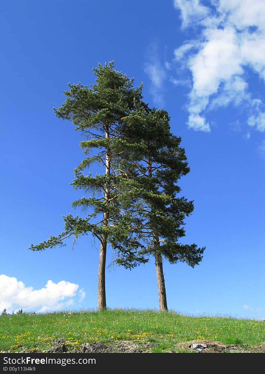 Tree in tirol in front of sky