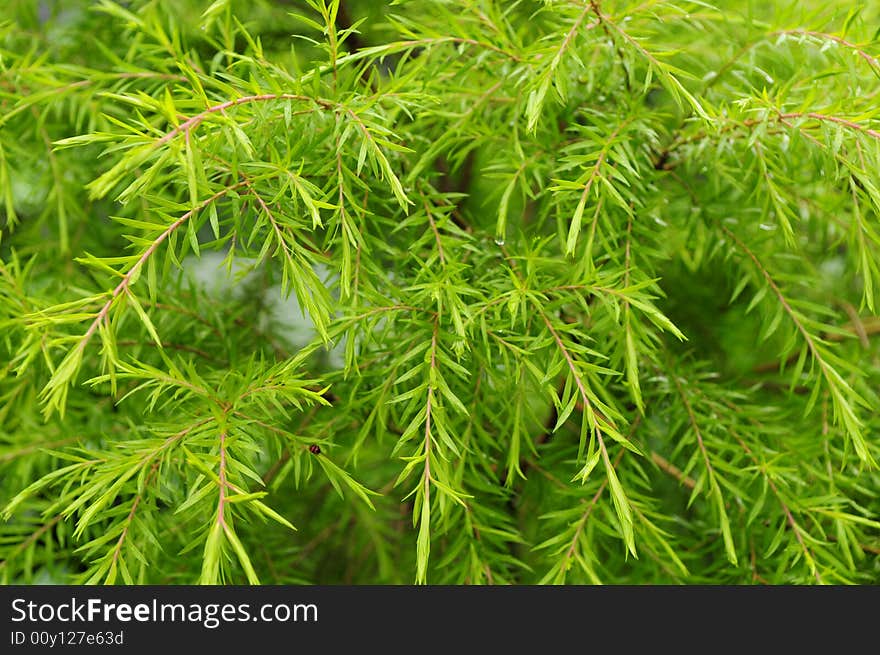 Sprouting new leaves