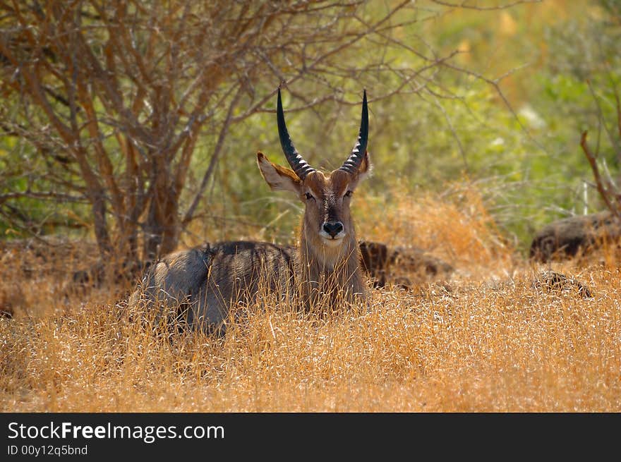 The Waterbuck (Kobus ellipsiprymnus) is an antelope found in Western, Central Africa, East Africa and Southern Africa.