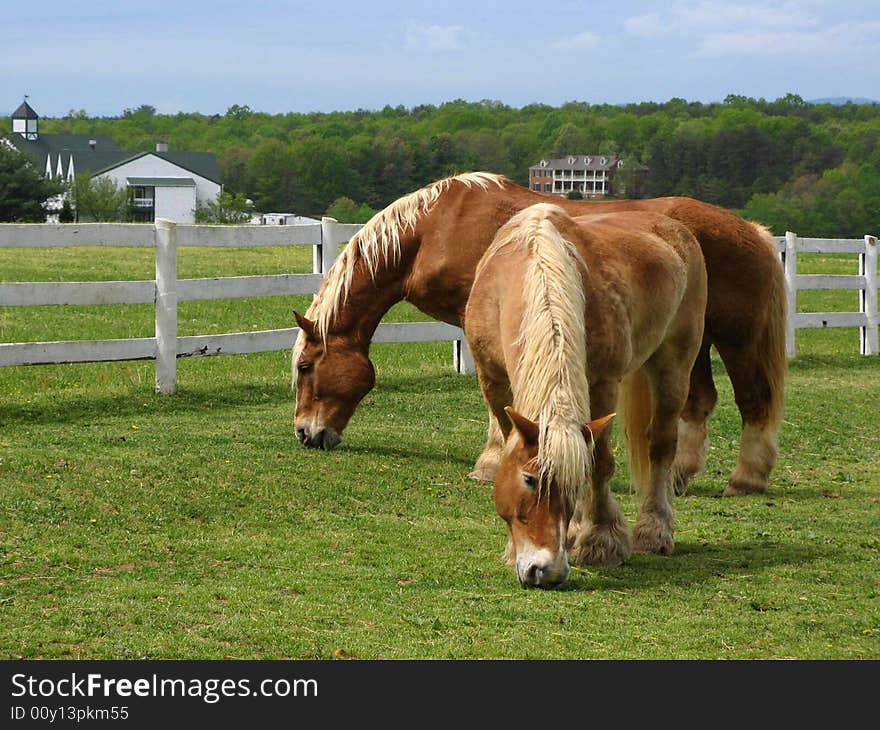 Two horses grazing in a pasture. Two horses grazing in a pasture.